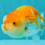 Red White Lionchu Female 4 inches #081426LC_19
