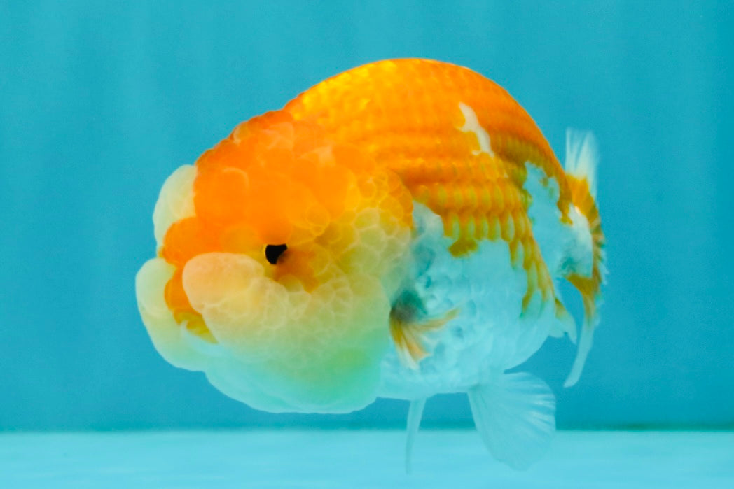 Red White Lionchu Female 4 inches #081426LC_19