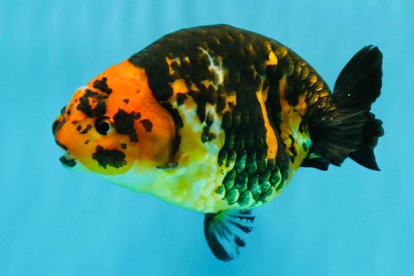 Tiger Chinese Ranchu Female 5.5 inches #022026RC_20