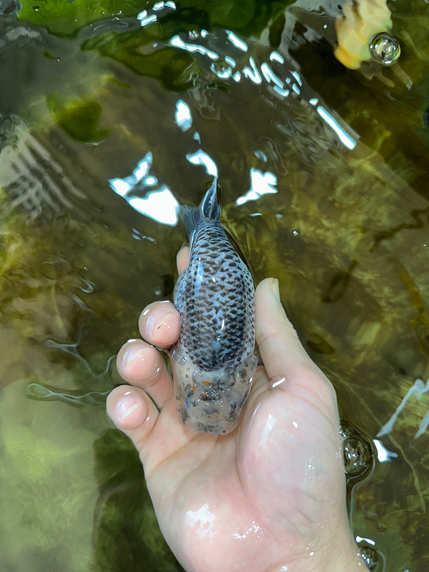 A Grade Kirin Polkadot LionQueen 4-4.5 inches #053025LC_05