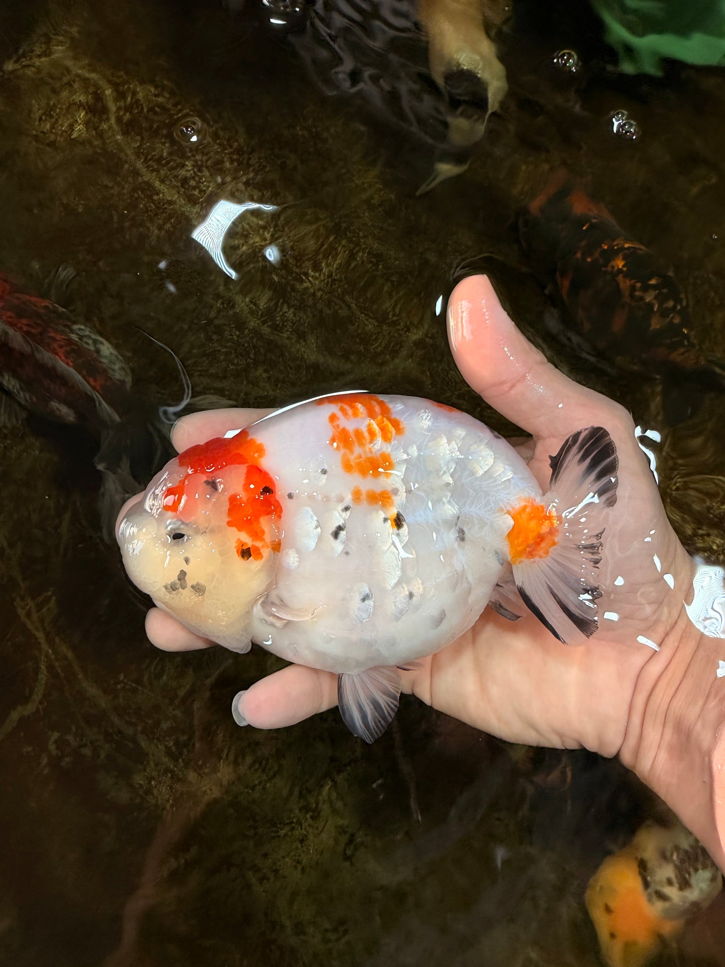 THICK BODY AAA Grade Chinese Kohaku Sakura Ranchu Female 5-5.5 inches #101725RC_16