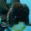 AAA Grade MIDNIGHT Kirin Oranda Male 5.5-6 inches #082925OR_15