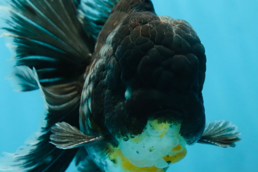 AAA Grade MIDNIGHT Kirin Oranda Male 5.5-6 inches #082925OR_15