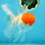 A Grade Red Cap Oranda Male 5.5 inches #062725OR_21