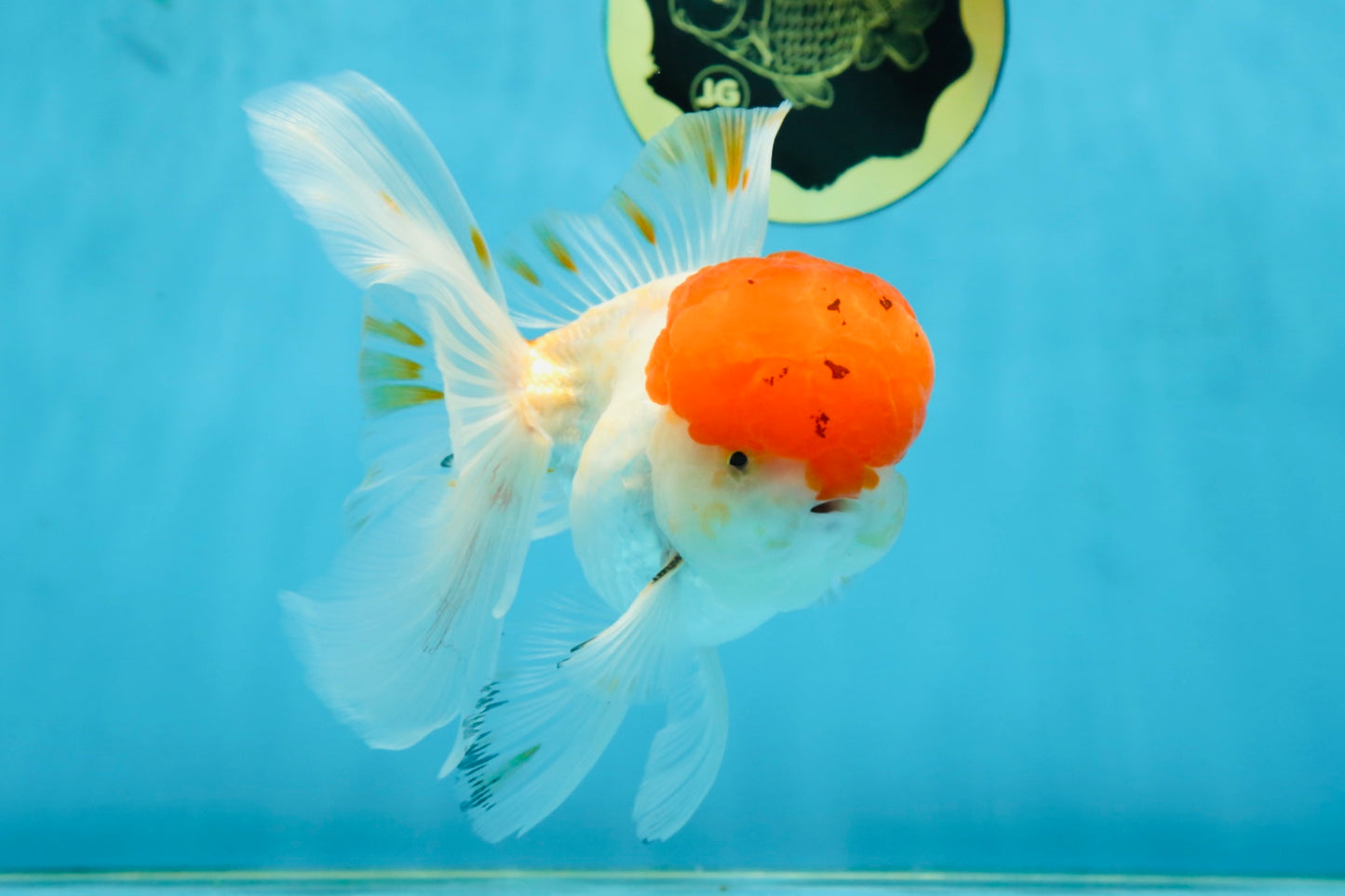 A Grade Red Cap Oranda Male 5.5 inches #062725OR_21