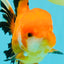 AAA Grade Apache Oranda Male 5.5-6 inches #041726OR_11