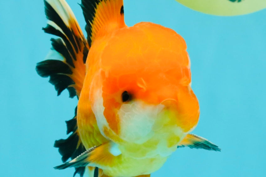 AAA Grade Apache Oranda Male 5.5-6 inches #041726OR_11