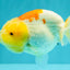 Red White Lionchu Female 4.5-5 Inches #100226LC_16