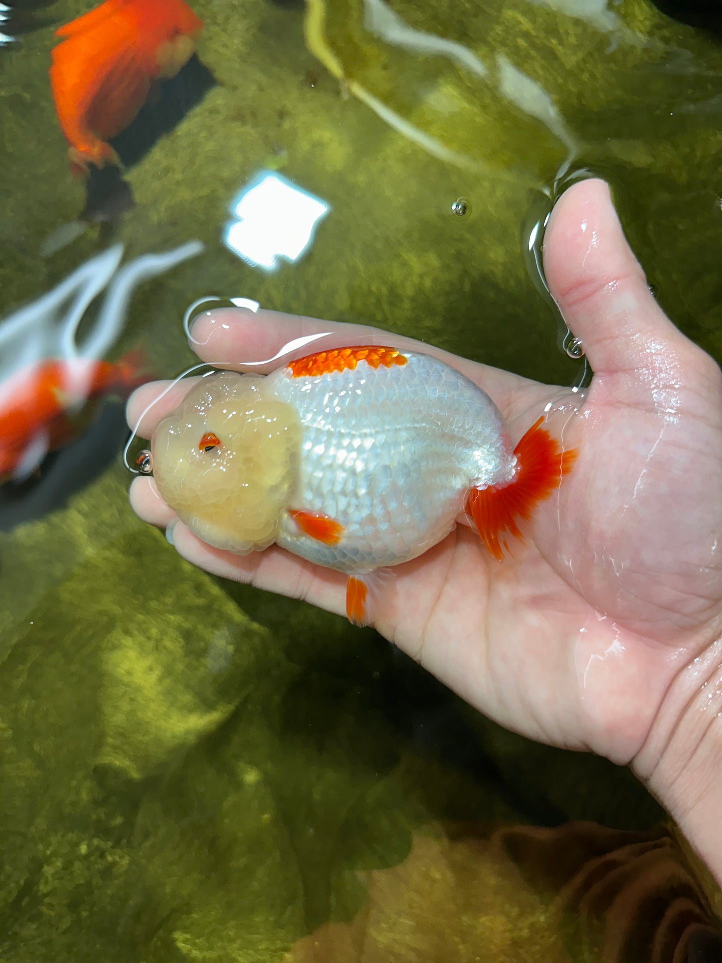 UNIQUE WEN AAA Grade Red Duckie White Red LionQueen 4-4.5 inches #041825LC_04