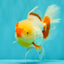 A Grade Red White Oranda Female 6 inches #072426OR_17