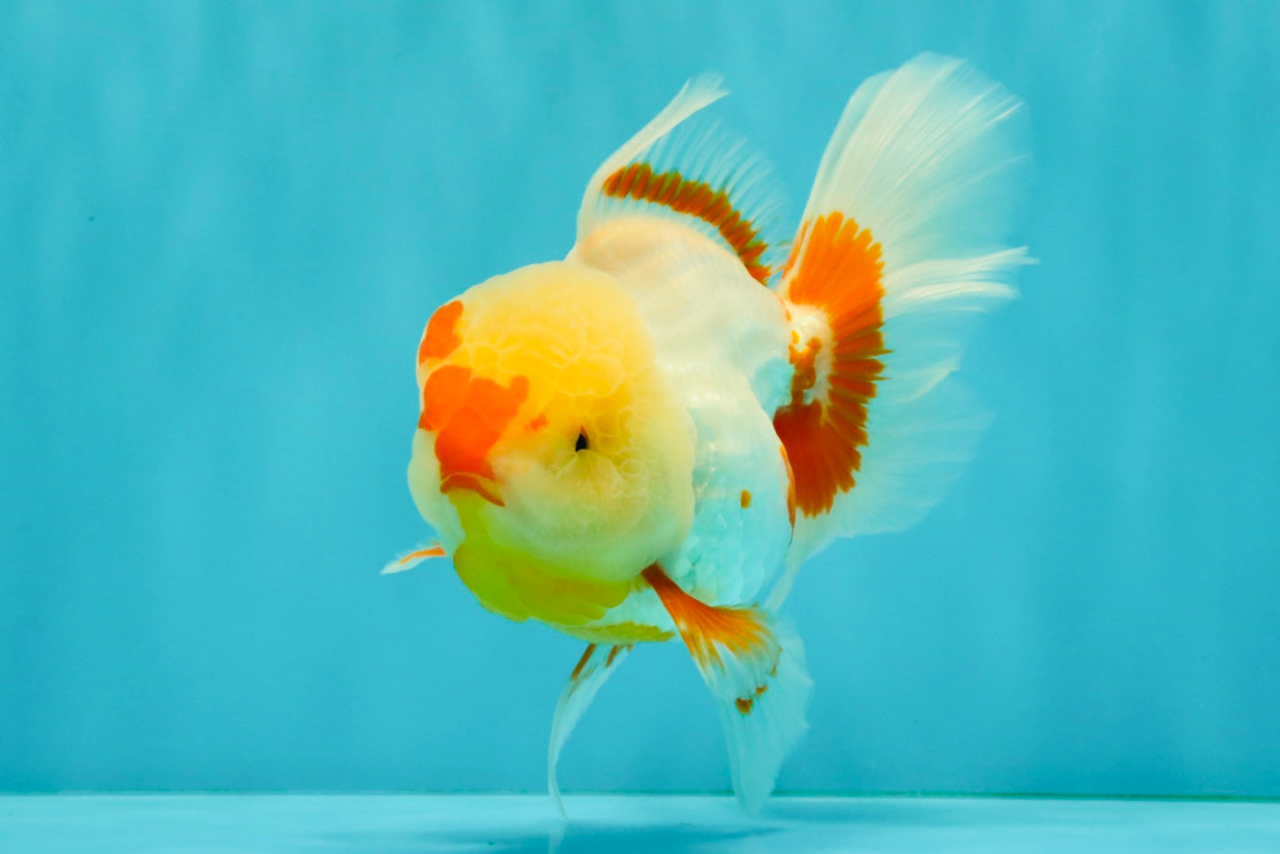 A Grade Red White Oranda Female 6 inches #072426OR_17