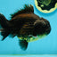 A Grade Black Big Head Yuanbao Male 5.5 inches #122024YB_11