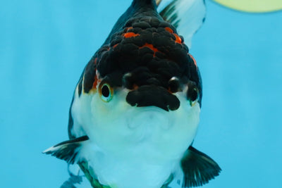 A Grade Tricolor Oranda Female 5-5.5 inches #091925OR_02