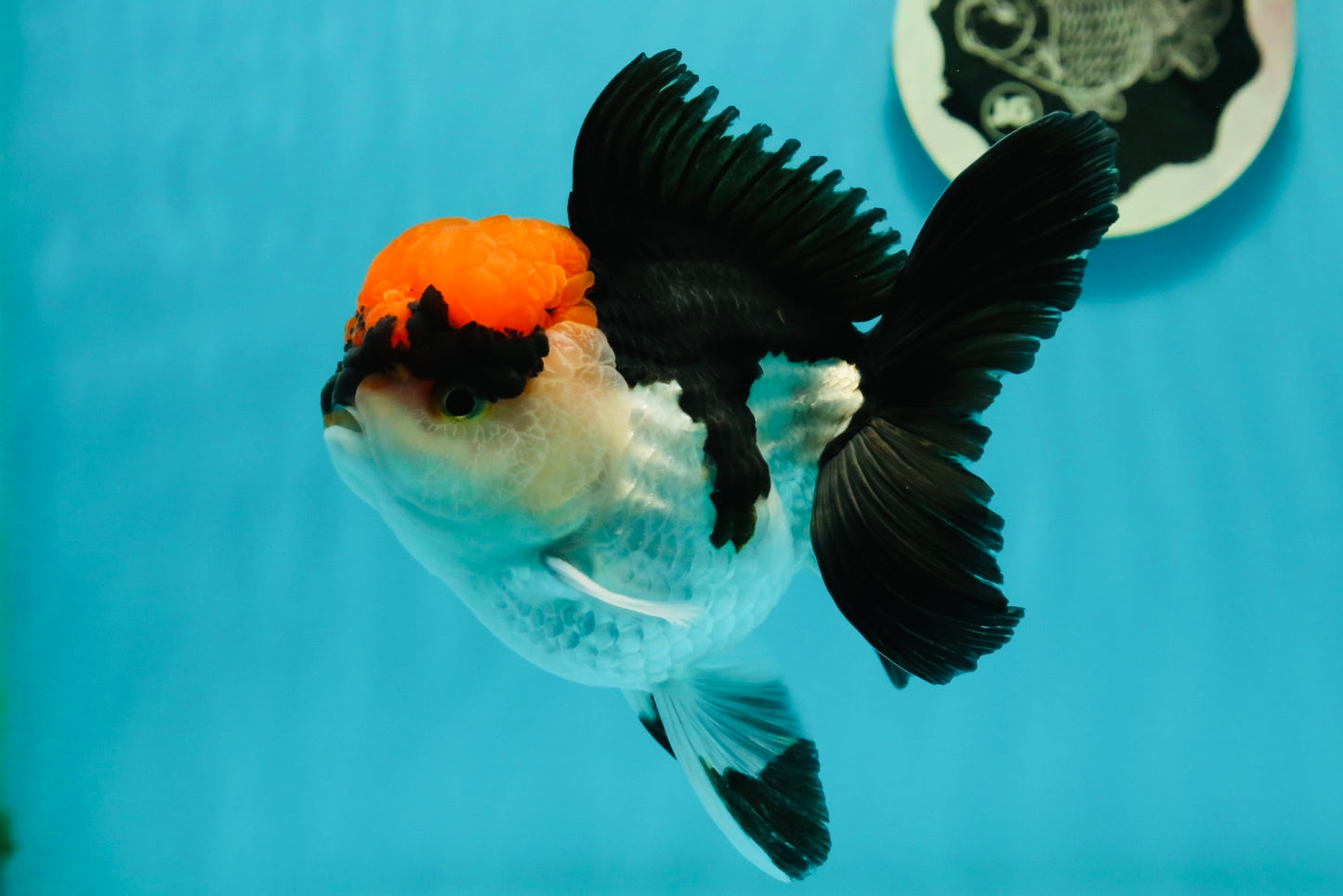 A Grade Villain Tricolor Oranda Male 5.5 inches #111524OR_30