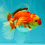 A Grade Red White Oranda Female 5.5 inches #071726OR_20