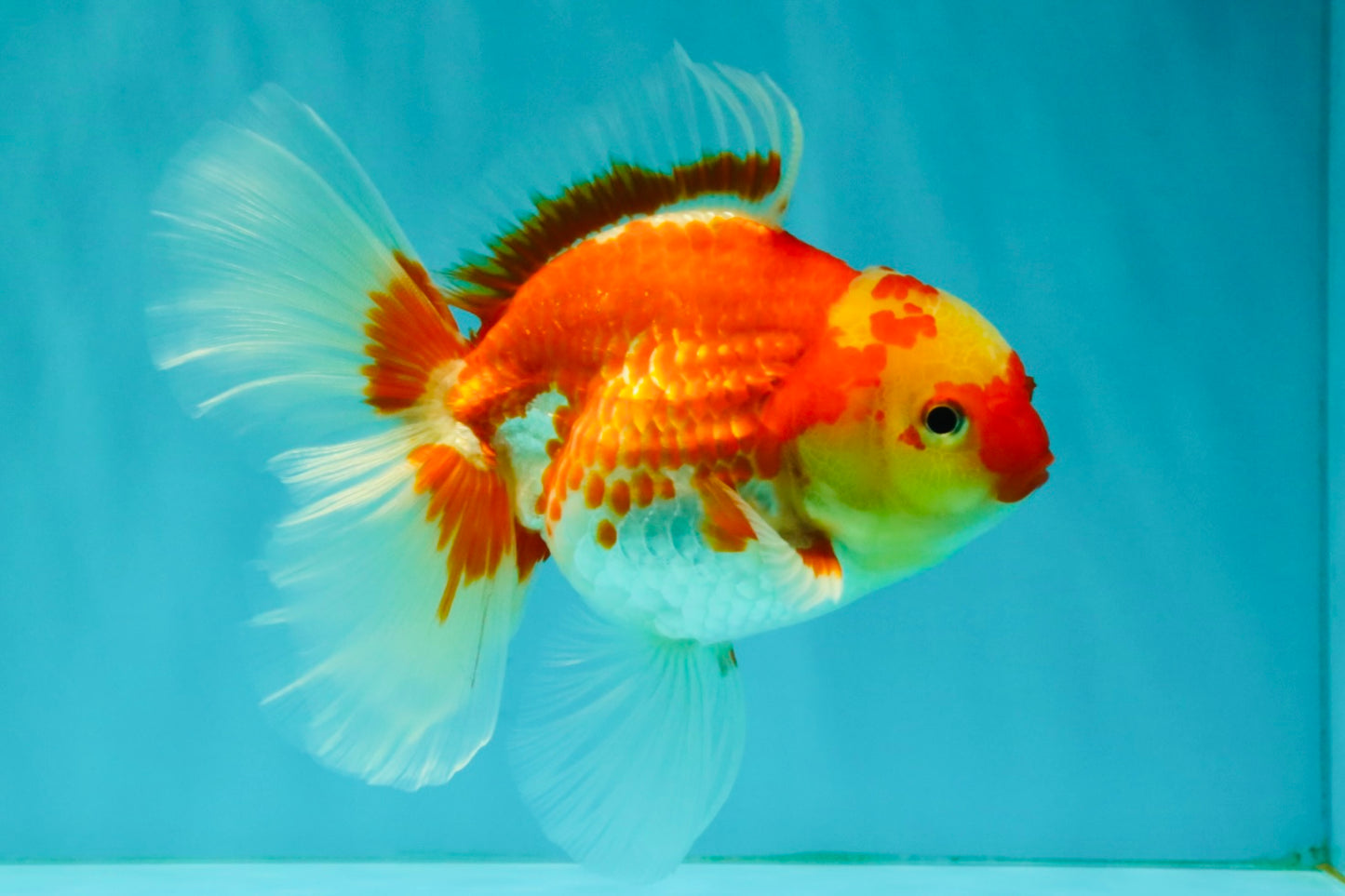 A Grade Red White Oranda Female 5.5 inches #071726OR_20