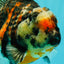 AAA Grade Special Sanke Calico Oranda Female 7 inches #071726OR_04