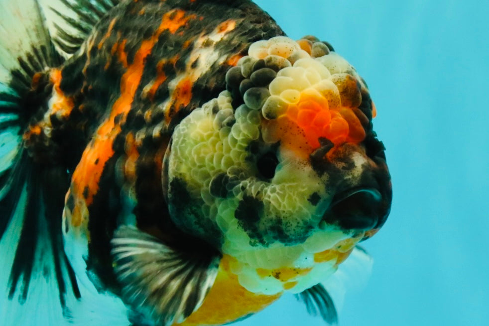 AAA Grade Special Sanke Calico Oranda Female 7 inches #071726OR_04