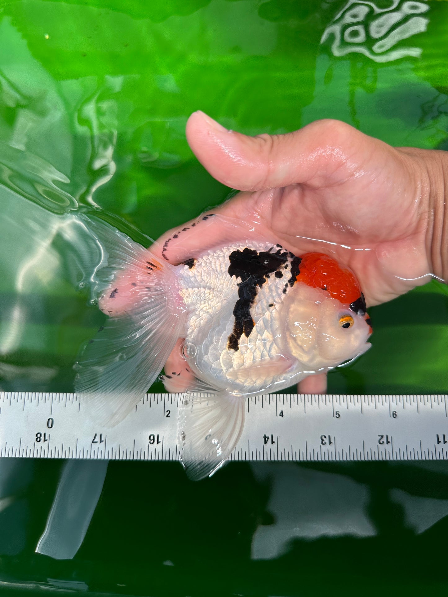 A Grade Tricolor Red Head Snow White Oranda Female 5.5 inches #0531OR_17