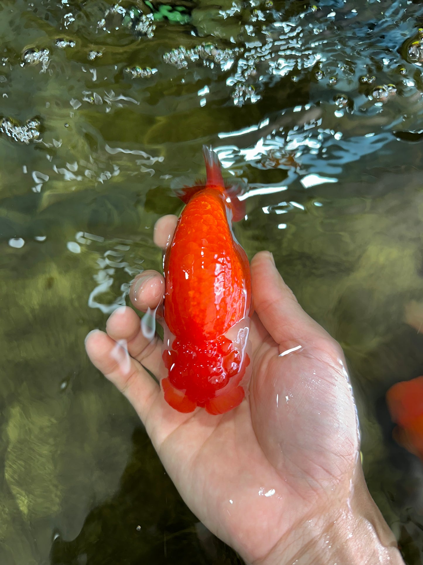 A Grade Red White LionQueen 4.5-5 inches #052325LC_20