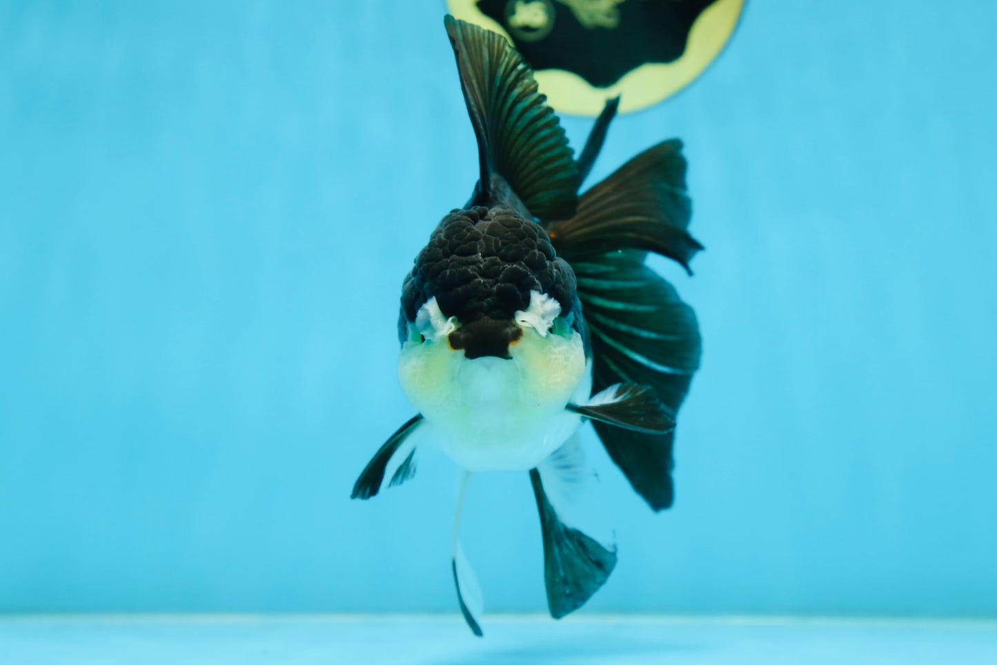 A Grade Panda Oranda Female 5.5 inches #082225OR_24