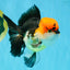 CHARLIE Tricolor Oranda Male 5-5.5 inches #040326OR_10