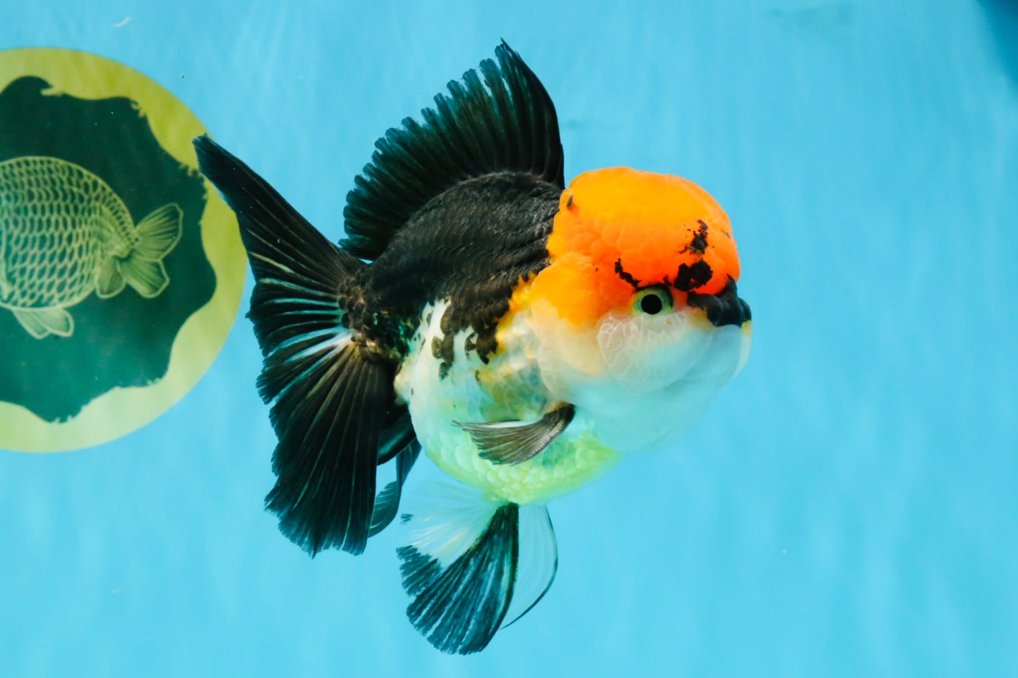 CHARLIE Tricolor Oranda Male 5-5.5 inches #040326OR_10