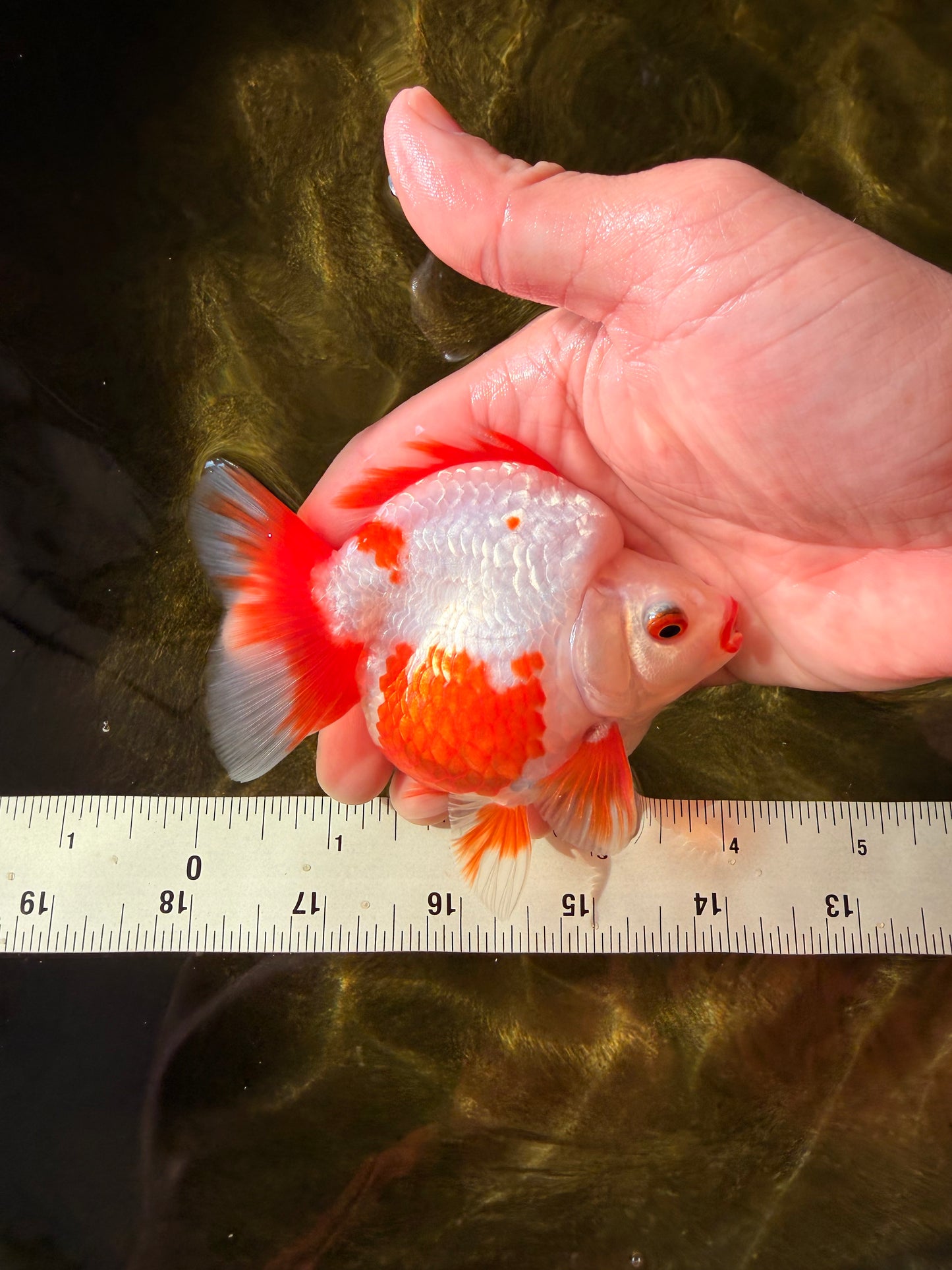 SUPER AAA Grade Red White Ryukin Female 4-4.5 inches #032726RK_26