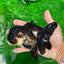 Panda Oranda hembra de cola negra completa, grado A, ÚNICO, 5-5,5 pulgadas, n.° 0531OR_13