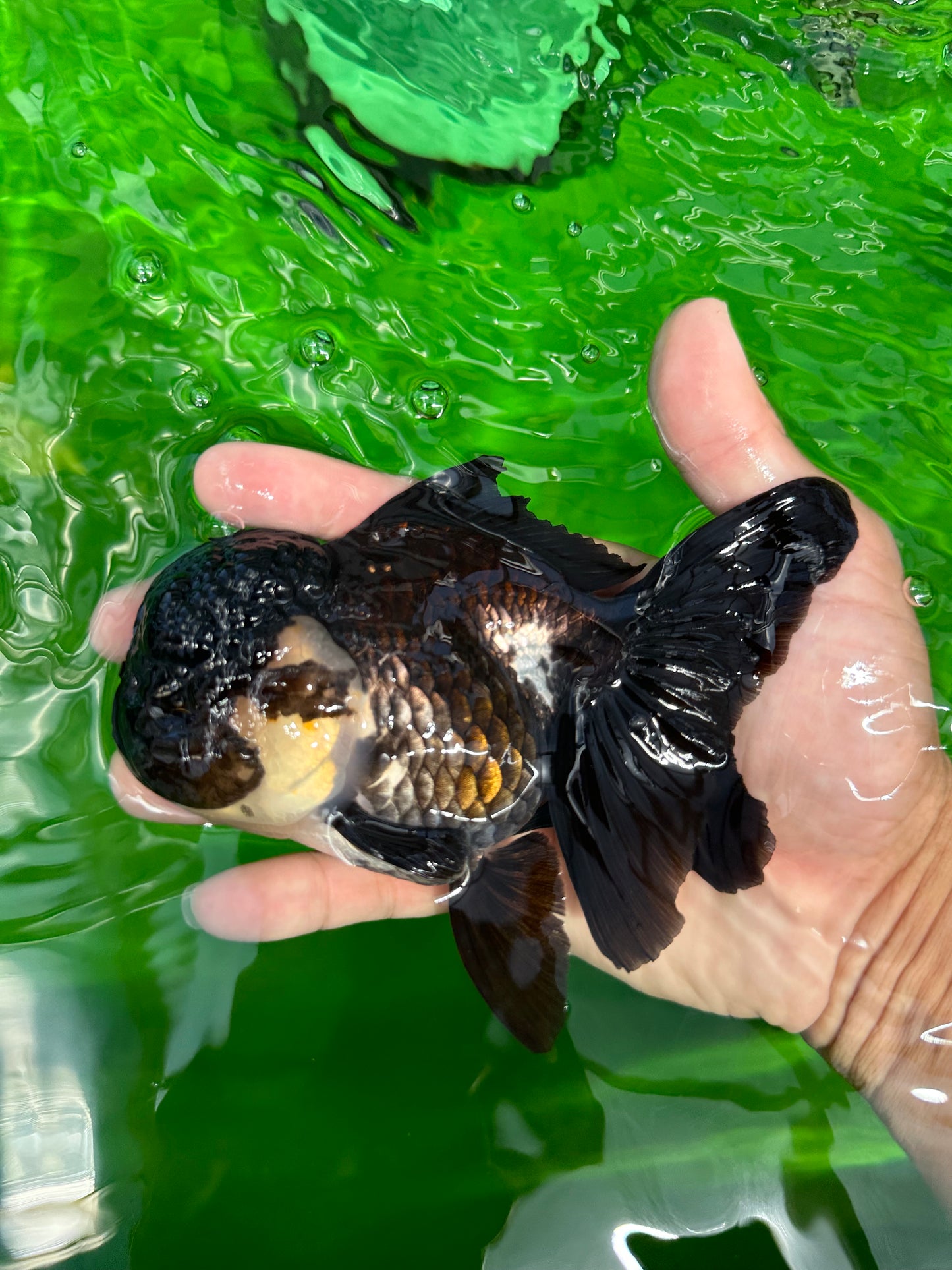 🐼 Un panda unique de catégorie A, queue entièrement noire, femelle Oranda, 5 à 5,5 pouces #0531OR_13