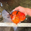 CHONKY AAA Grade Sakura Oranda Female 8.5 inches #071726OR_03