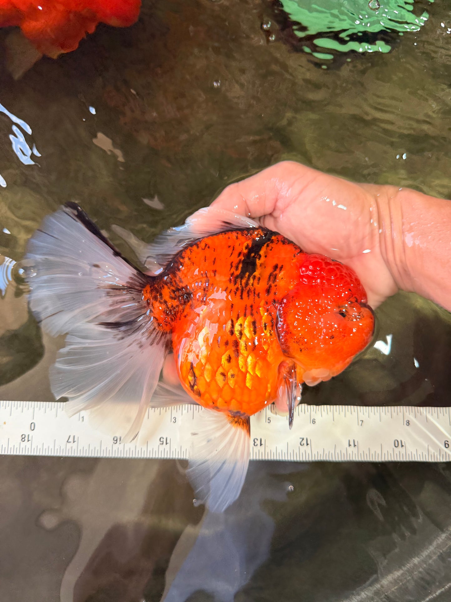 CHONKY AAA Grade Sakura Oranda Female 8.5 inches #071726OR_03