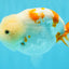 Sakura Chinese Ranchu Female 5.5 inches #022726RC_21