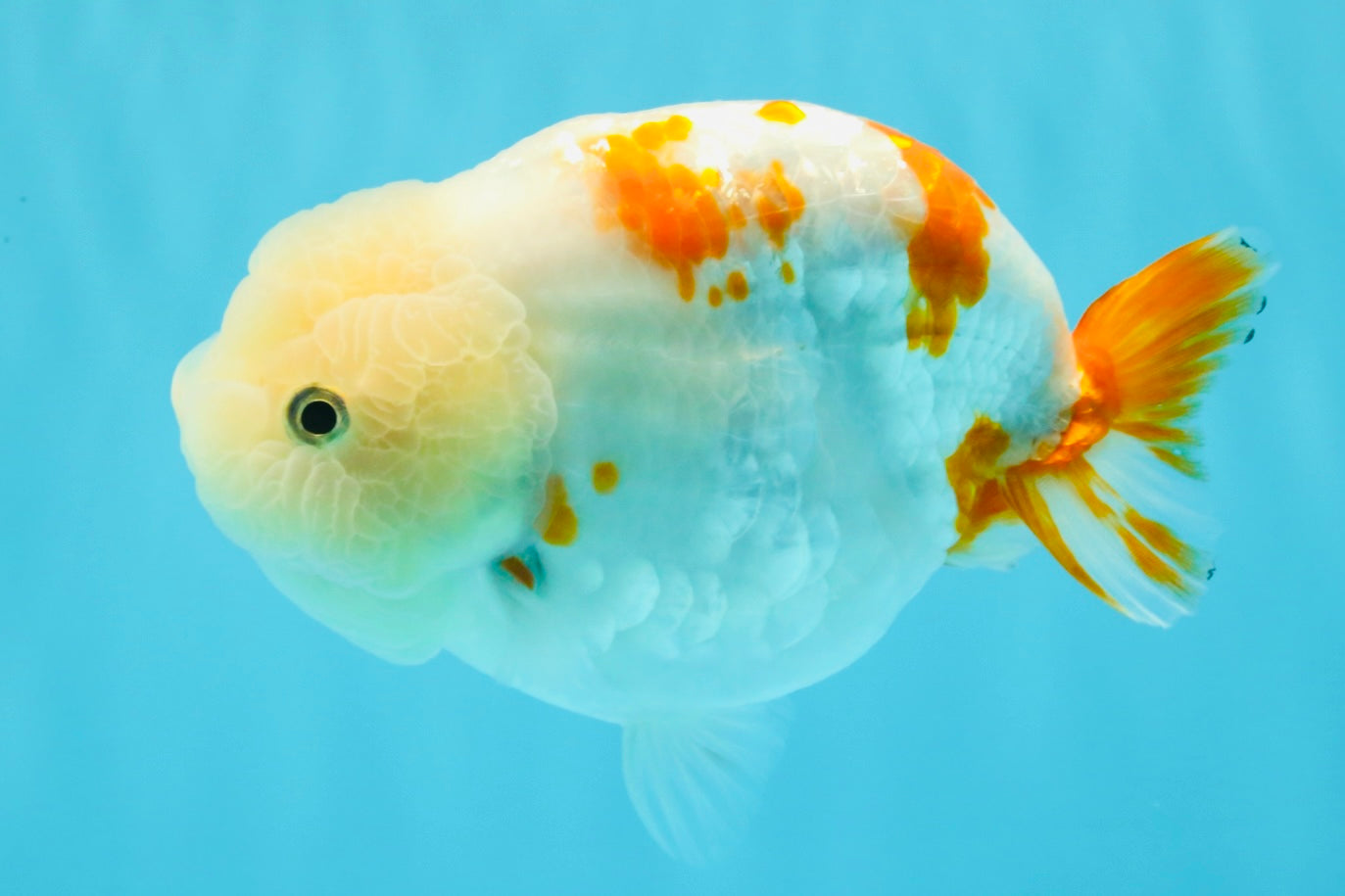 Sakura Chinese Ranchu Female 5.5 inches #022726RC_21