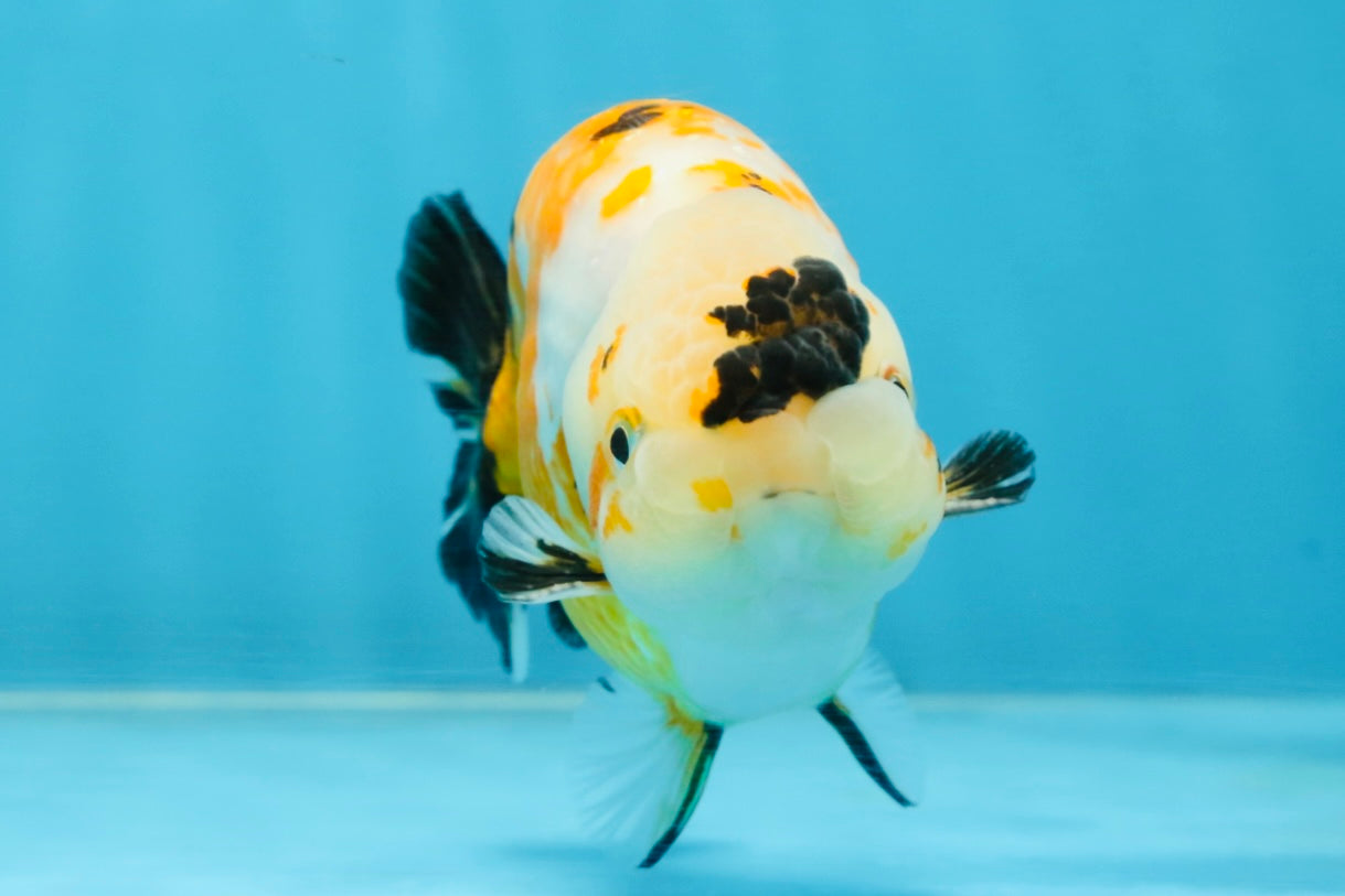 CHUBBY A Grade Chinese Tricolor Ranchu Male 4.5 inches #102425RC_02