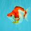 A Grade Red White Ryukin Female 4 inches #050126RK_04