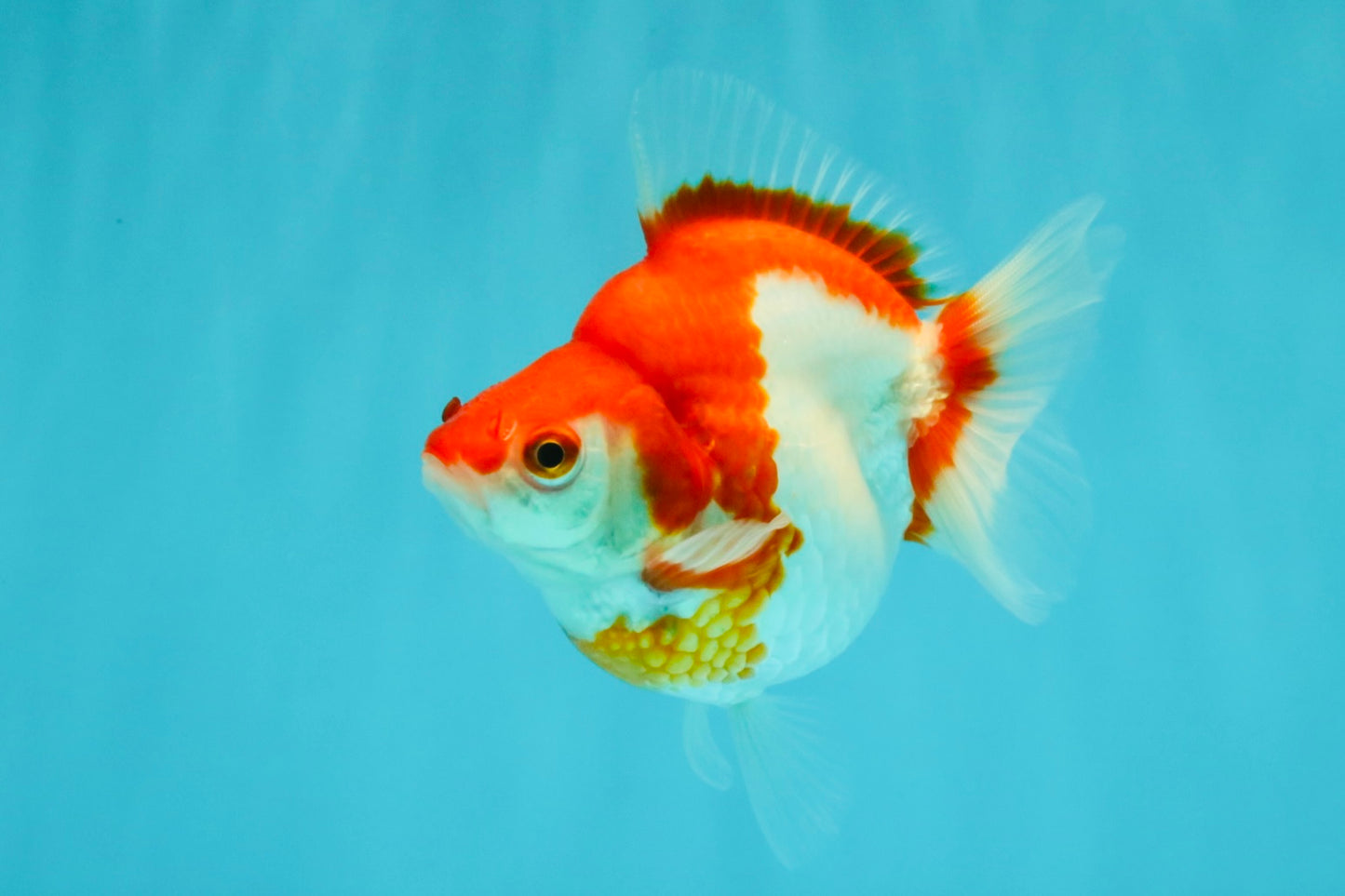 A Grade Red White Ryukin Female 4 inches #050126RK_04