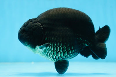 AAA Grade SPECIAL Kingkong Black Ranchu Male 5.5-6 inches #091225RC_03