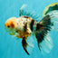 AAA Grade Calico Oranda Male 6-6.5 inches #070626OR_16