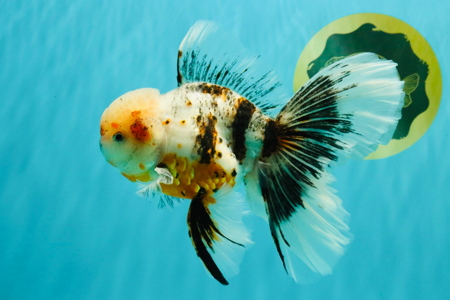 AAA Grade Calico Oranda Male 6-6.5 inches #070626OR_16