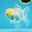 A Grade BEAUTIFUL White Oranda Male 5 inches #072525OR_14