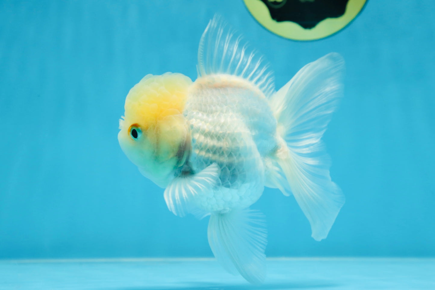 A Grade BEAUTIFUL White Oranda Male 5 inches #072525OR_14