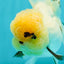 A Grade Grumpy Lemonhead Panda Oranda Female 5 inches #111524OR_13