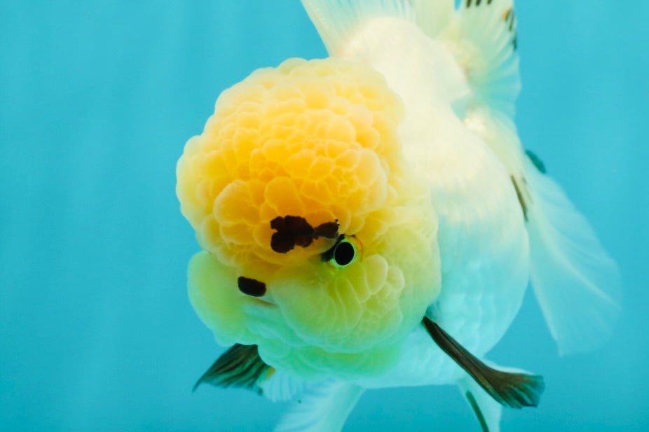 A Grade Grumpy Lemonhead Panda Oranda Female 5 inches #111524OR_13