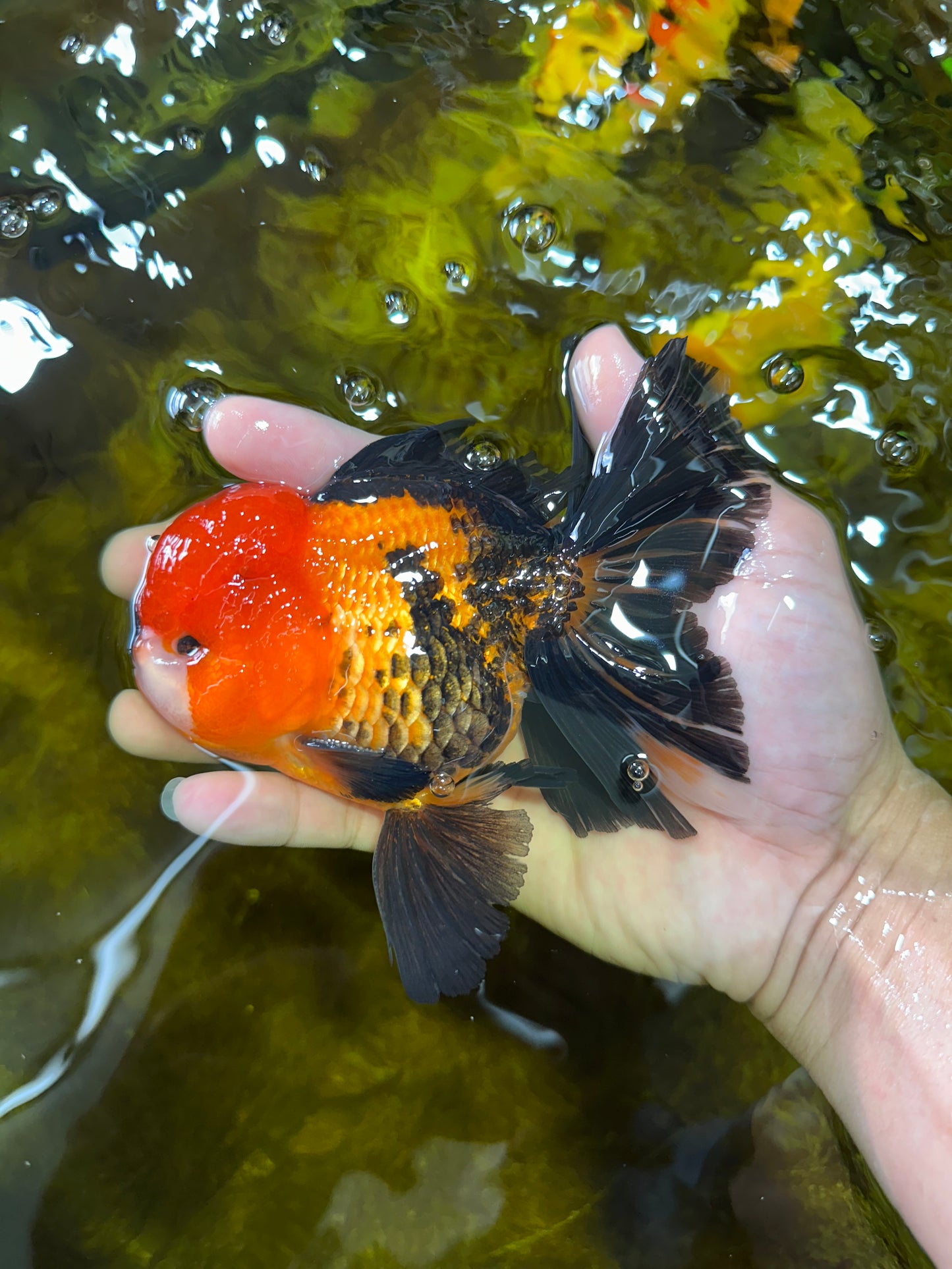A Grade SUPER CUTE Apache Oranda Male 5.5 inches #072525OR_11
