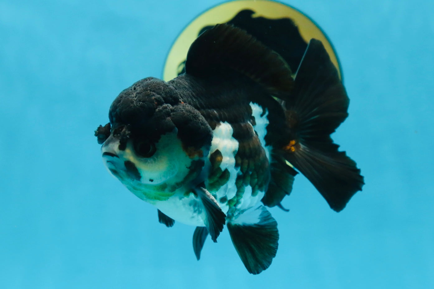 Pompom Panda Yuanbao Male 4.5 inches #072525YB_06