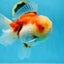 A Grade FLUFFY WEN Sakura Oranda Female 6  inches #091225OR_14