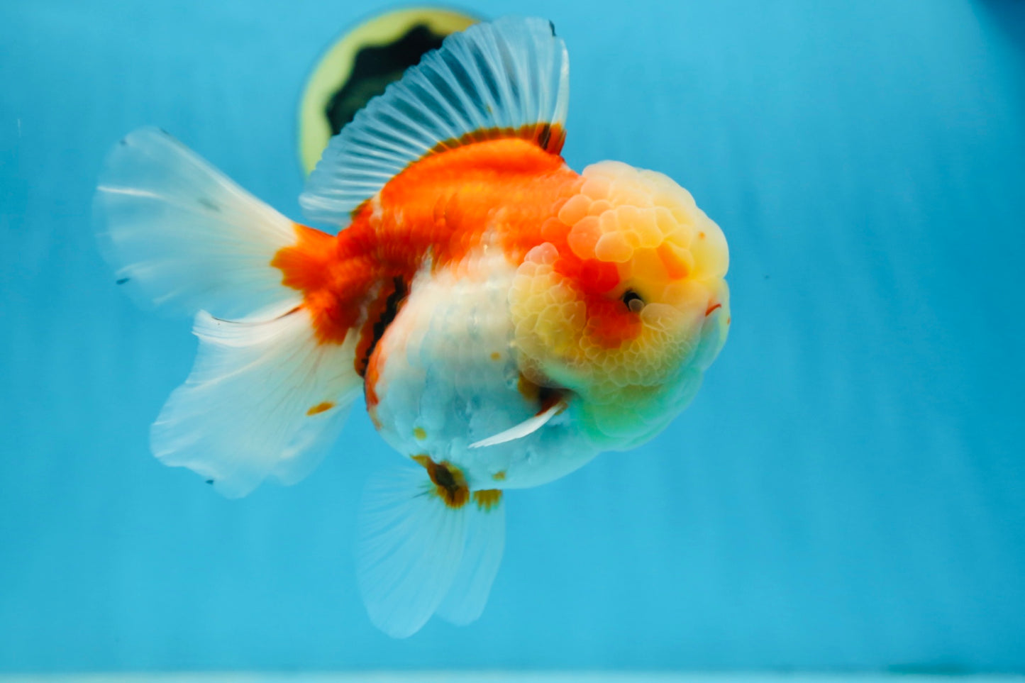 A Grade FLUFFY WEN Sakura Oranda Female 6  inches #091225OR_14