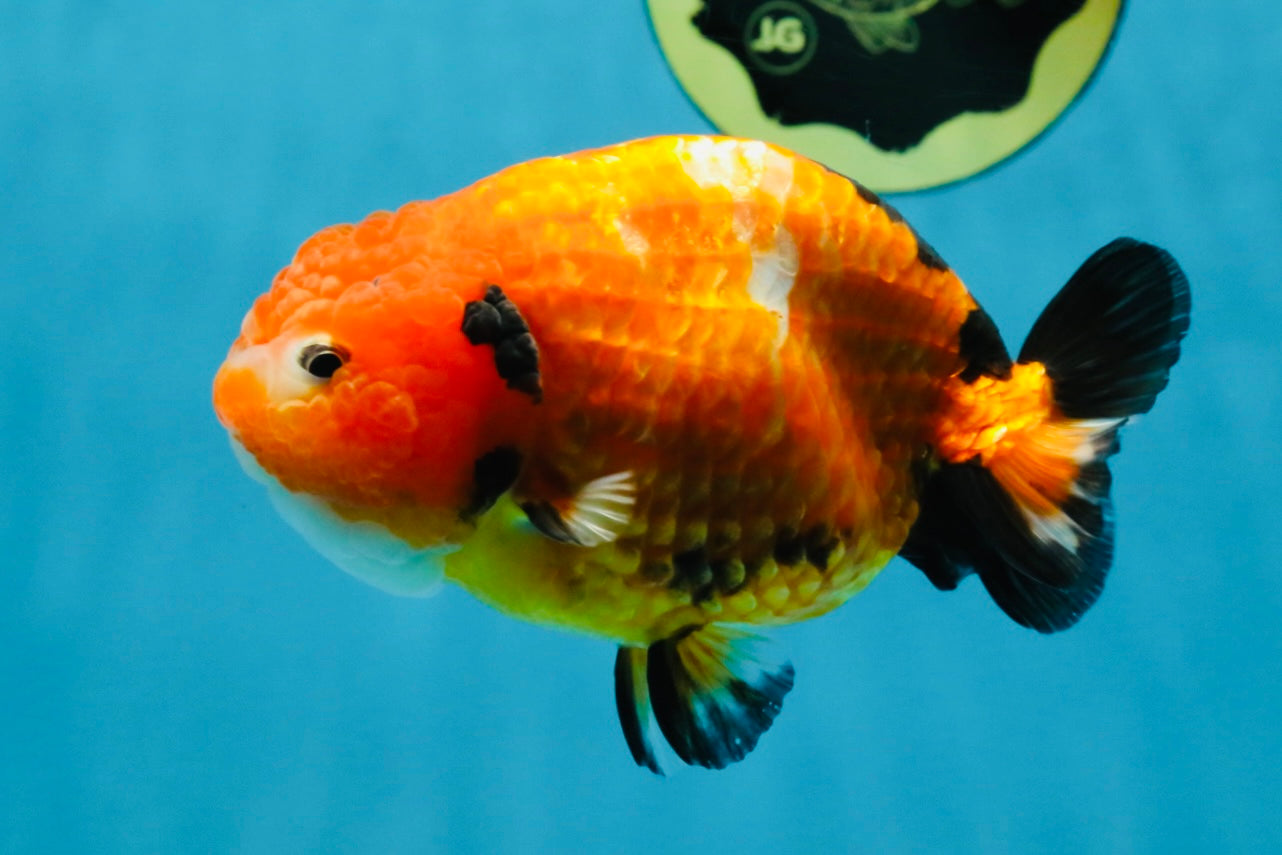 Sakura Chinese Ranchu Female 4.5-5 inches #120525RC_07