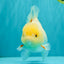 A Grade White Oranda Female 6.5 inches #071726OR_18
